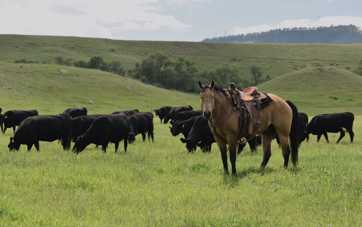 Grazing records Monitoring pasture productivity improves grazing