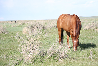 Horse health: Keep traveling horses safe with a CVI – Wyoming Livestock  Roundup