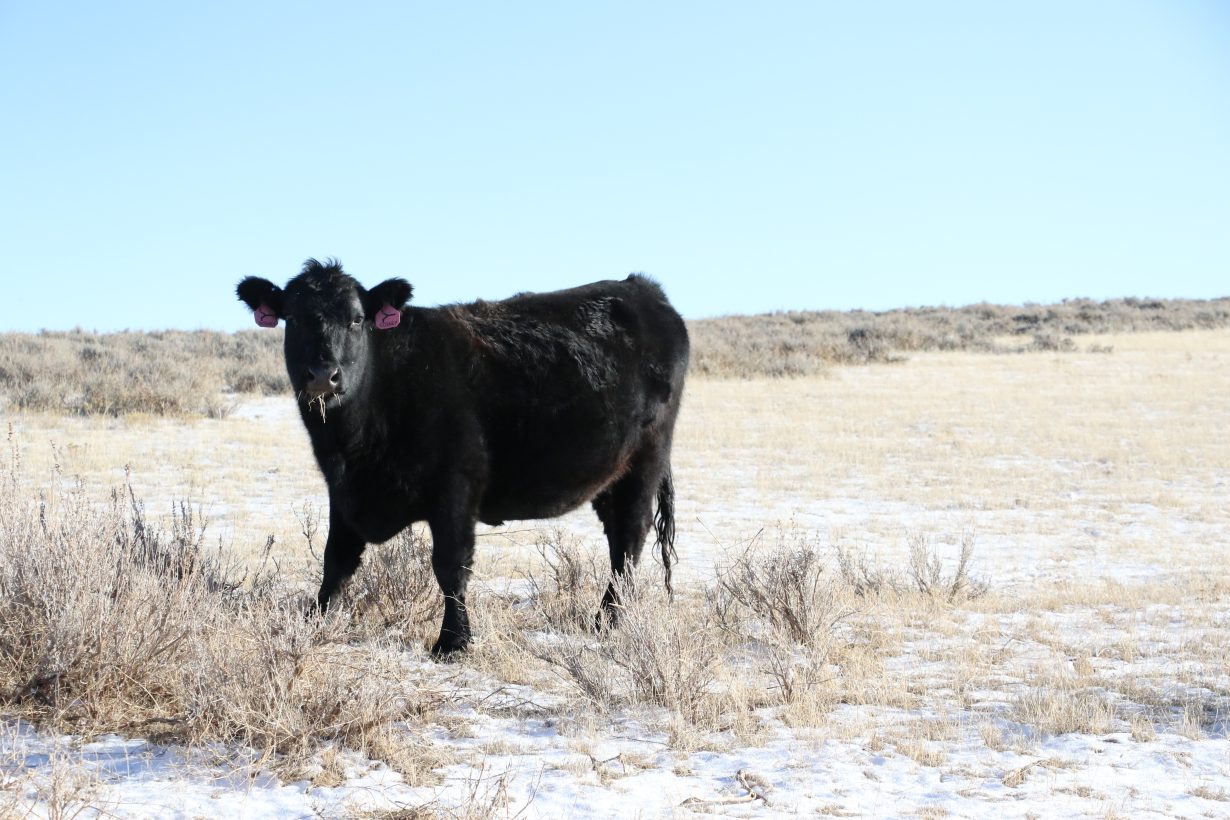 Common ground approach Senators combine components of previous bills