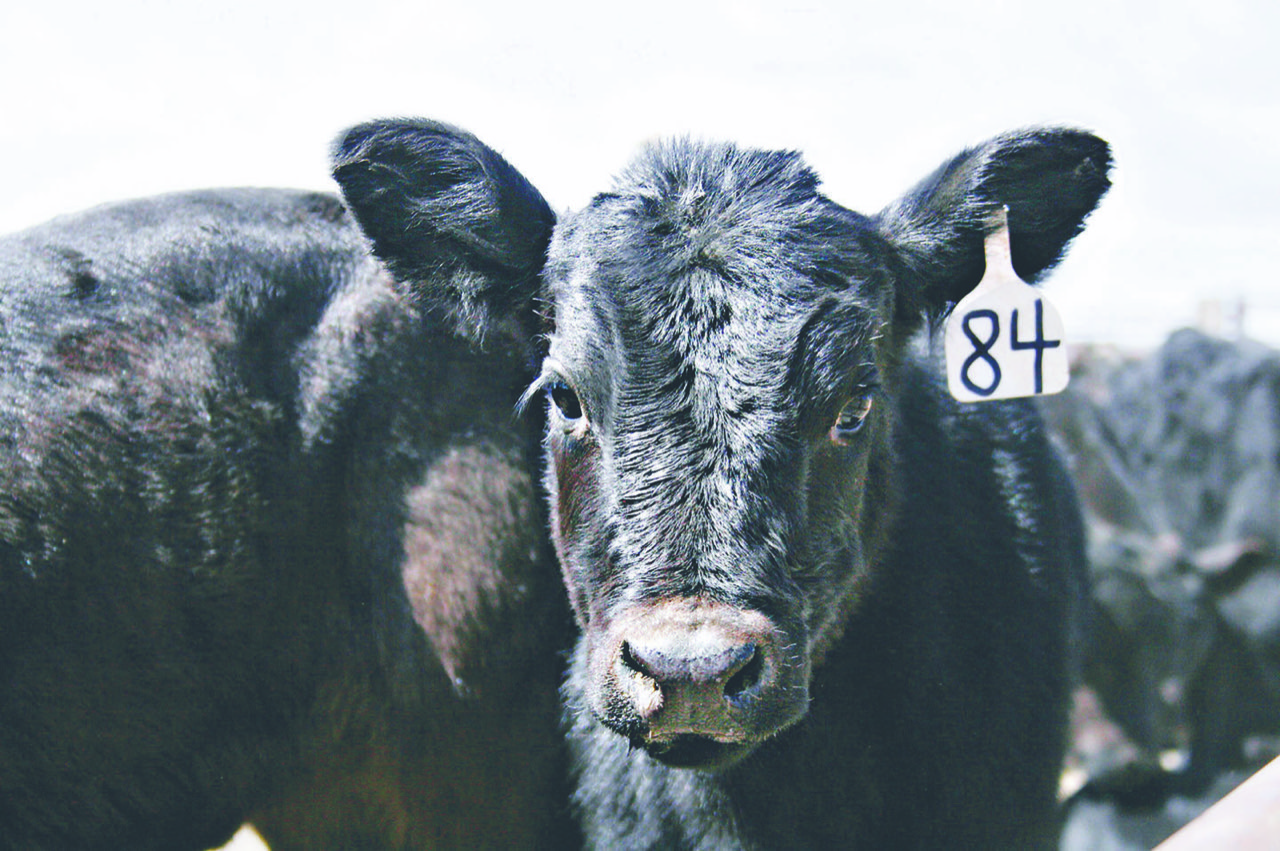 Processing Facility Kosher packing plant to open in Wheatland