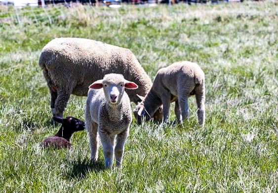 Sheepherders of the West: Rockpile Museum hosts annual sheepherder’s festival –...