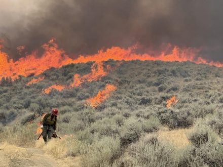A wildland firefighter ignites a back burn on the Red Canyon Fire in Wyoming. Wind River/Bighorn Basin District, BLM